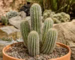 Borzicactus strausii care guide