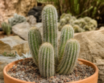 Borzicactus strausii – pestovanie a starostlivosť