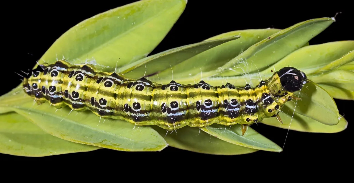 Box Tree Moth