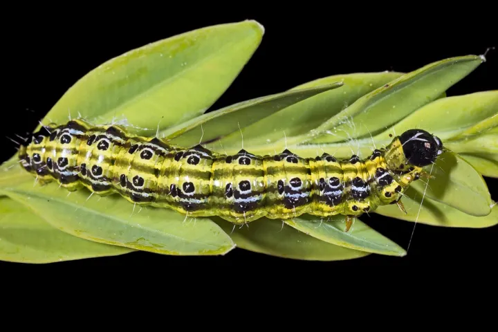 Box Tree Moth