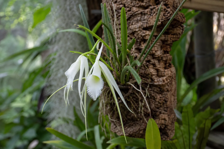 Brassavola cucullata
