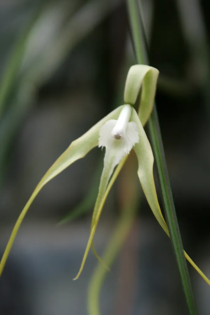Brassavola cucullata – (Brassavola cucullata) – typisches Erscheinungsbild, Pflanzenfoto