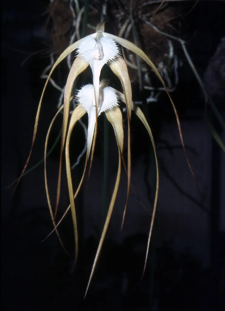 Brassavola cucullata – (Brassavola cucullata) – typisches Erscheinungsbild, Pflanzenfoto