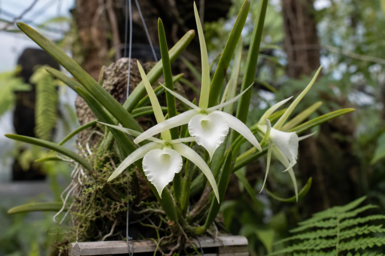 Brassavola nodosa