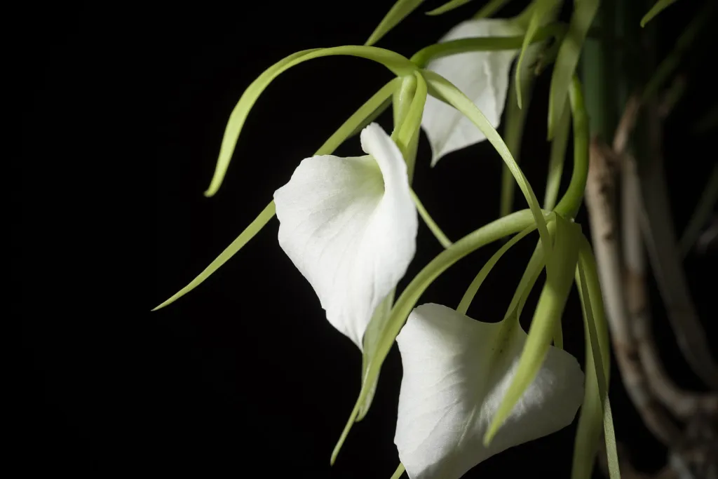 Brassavola nodosa – pestovanie a (Brassavola nodosa) – typický vzhľad, fotografia rastliny