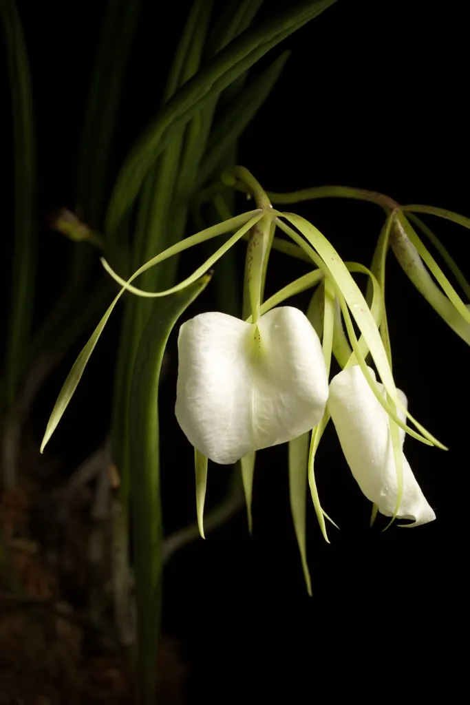 Brassavola nodosa – pestovanie a (Brassavola nodosa) – typický vzhľad, fotografia rastliny