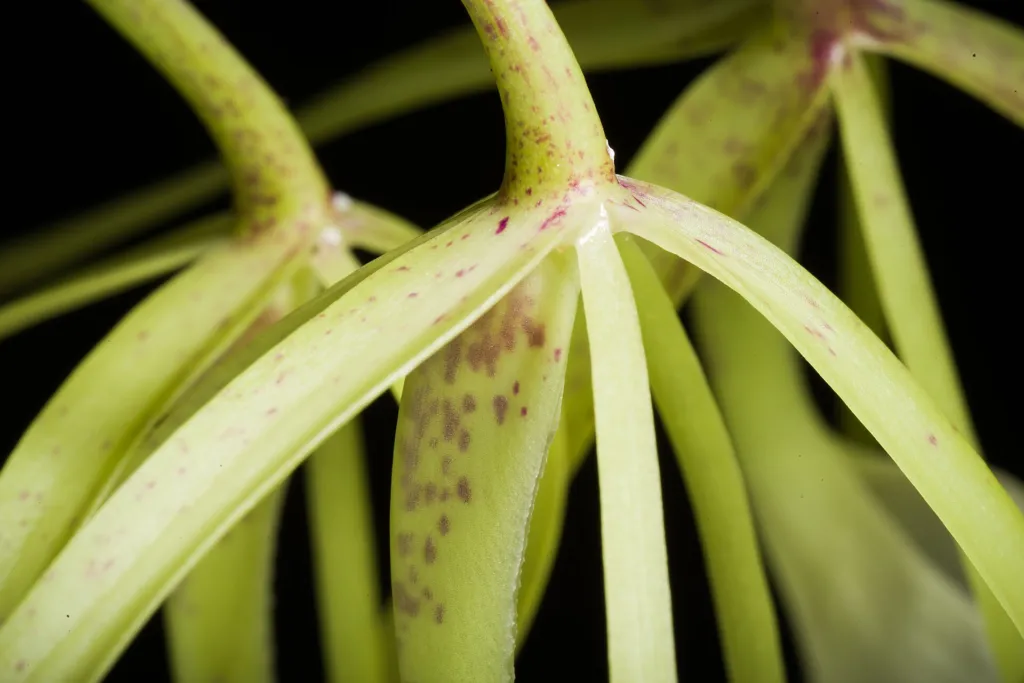 Brassavola nodosa – pestovanie a (Brassavola nodosa) – typický vzhľad, fotografia rastliny