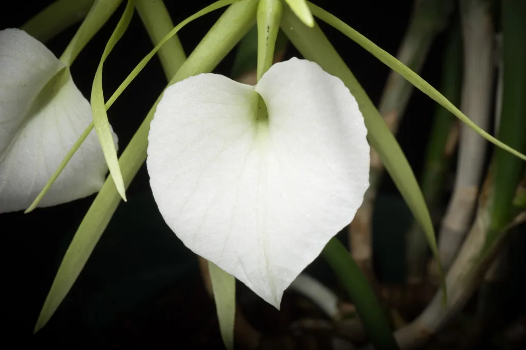 Brassavola nodosa – pestovanie a (Brassavola nodosa) – typický vzhľad, fotografia rastliny