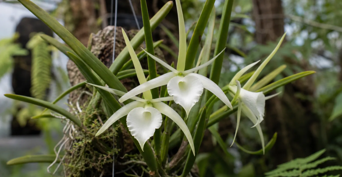Brassavola nodosa – fotografia rastliny