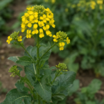 Brassica carinata – (Brassica carinata) – Pflanzenfoto