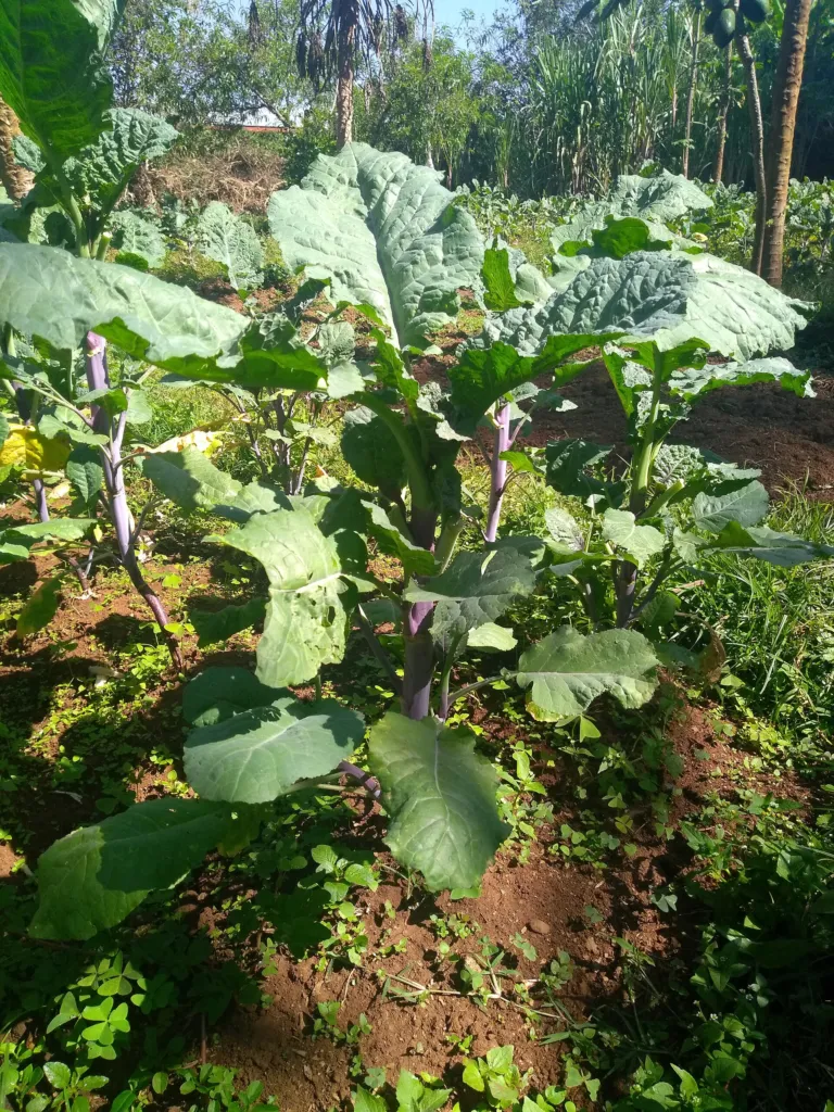 Brassica carinata – (Brassica carinata) – im Garten, Pflanzenfoto