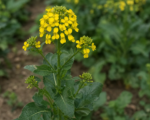 Brassica carinata – pestovanie a starostlivosť