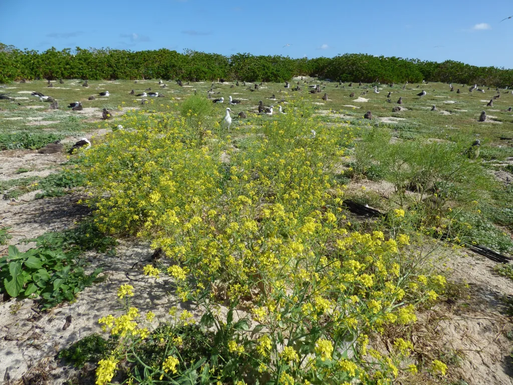 brauner Senf (Brassica juncea) – natürliche Wuchsform, Pflanzenfoto