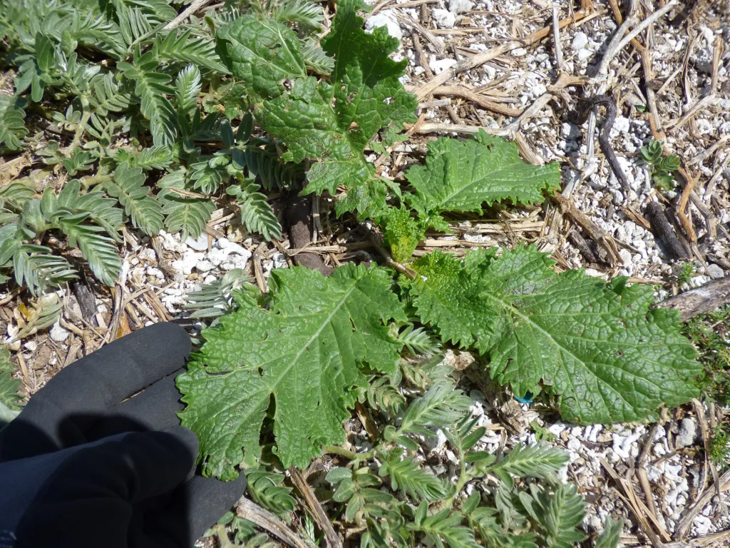 brauner Senf (Brassica juncea) – natürliche Wuchsform, Pflanzenfoto
