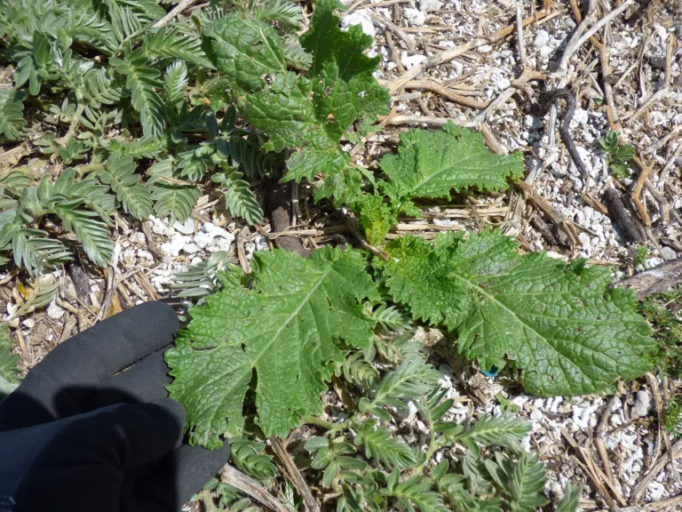 Brown Mustard (Brassica juncea) – natural growth habit, plant photo