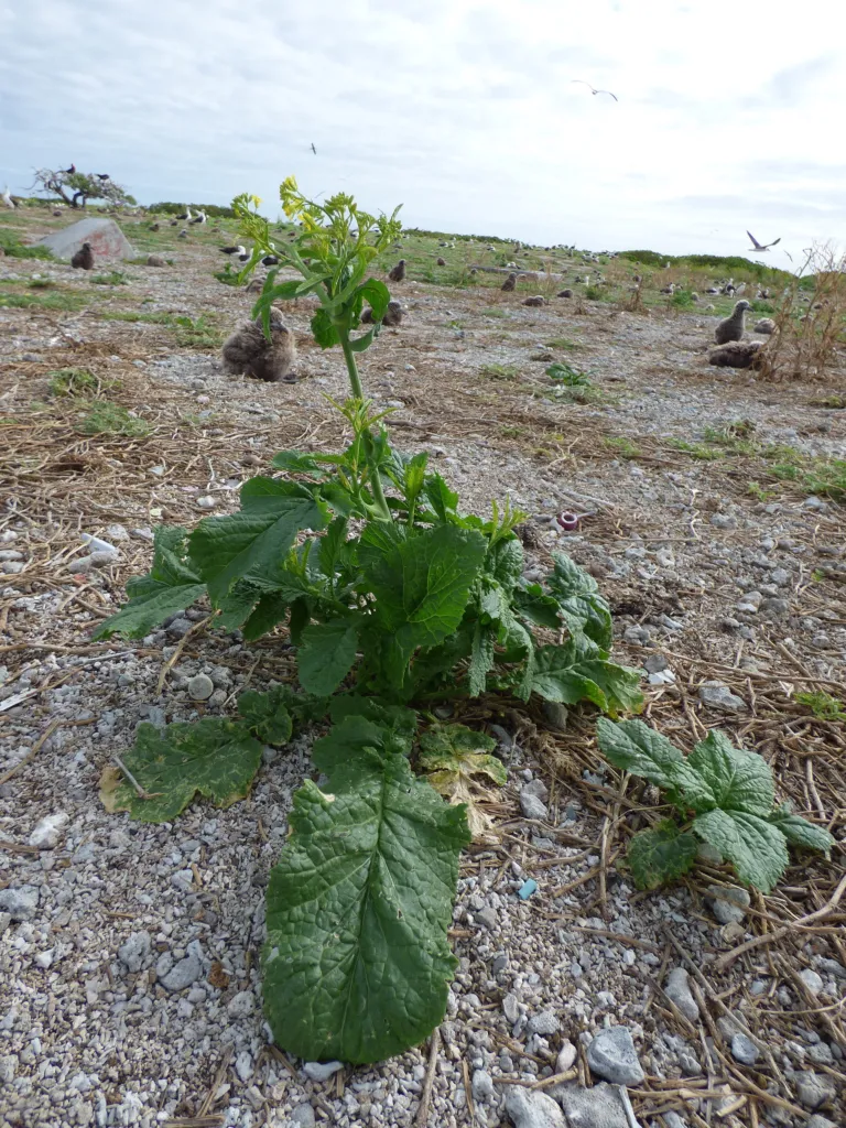 brauner Senf (Brassica juncea) – natürliche Wuchsform, Pflanzenfoto