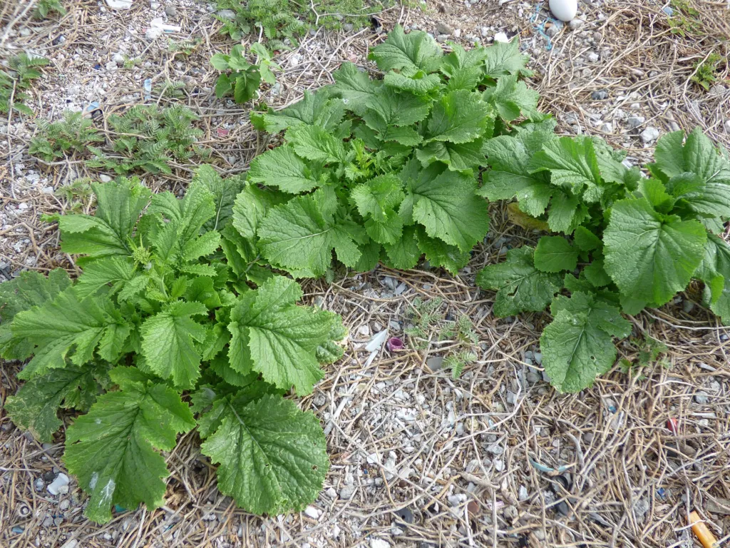 brauner Senf (Brassica juncea) – natürliche Wuchsform, Pflanzenfoto