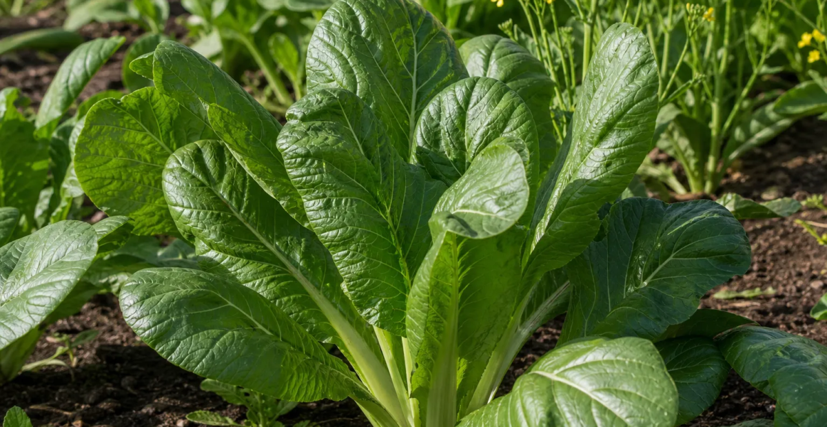 Brassica juncea Integrifolia Group – fotografia rastliny
