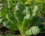 Integrifolia Group (Brassica juncea Integrifolia Group)