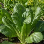 Brassica juncea Integrifolia Group care guide (Brassica juncea Integrifolia Group) – plant photo