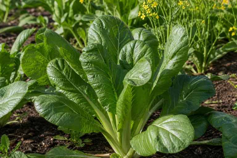 Brassica juncea Integrifolia Group