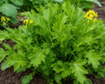Multiceps Group (Brassica juncea Multiceps Group)