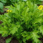 Brassica juncea Multiceps Group – fotografia rastliny