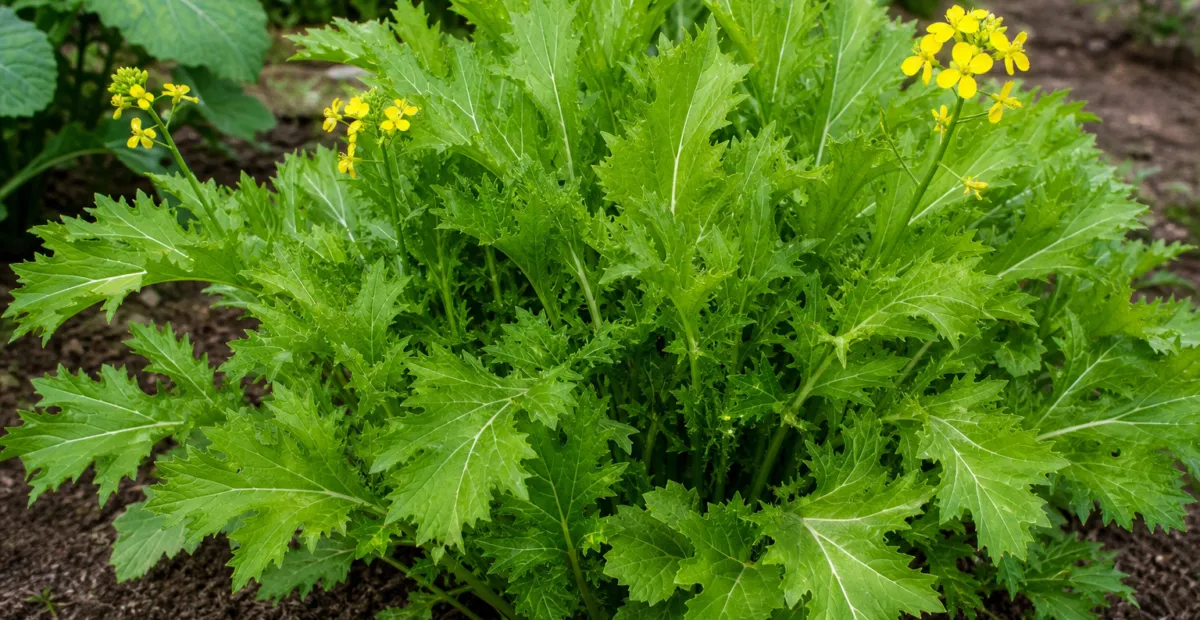 Brassica juncea Multiceps Group – plant photo