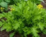 Brassica juncea Multiceps Group care guide