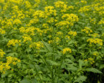 Brassica juncea – pestovanie a starostlivosť