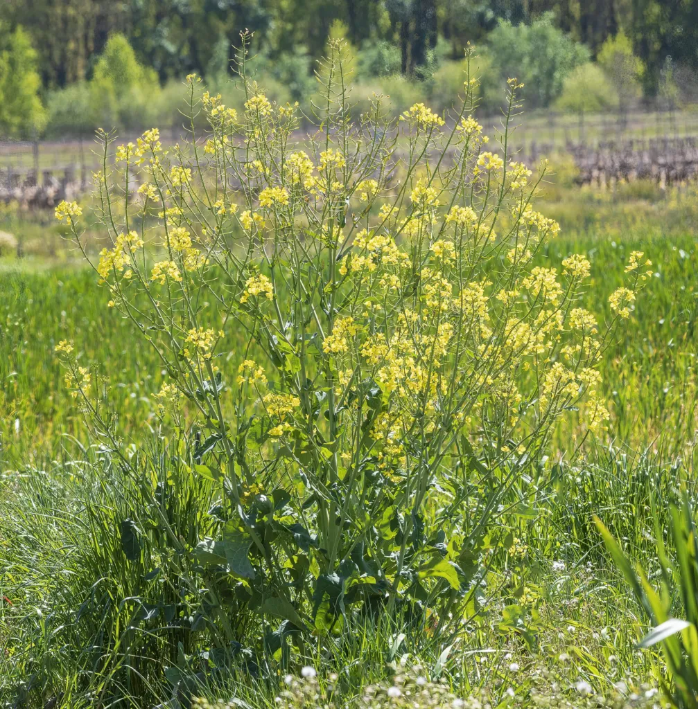 Raps (Brassica napus) – natürliche Wuchsform, Pflanzenfoto