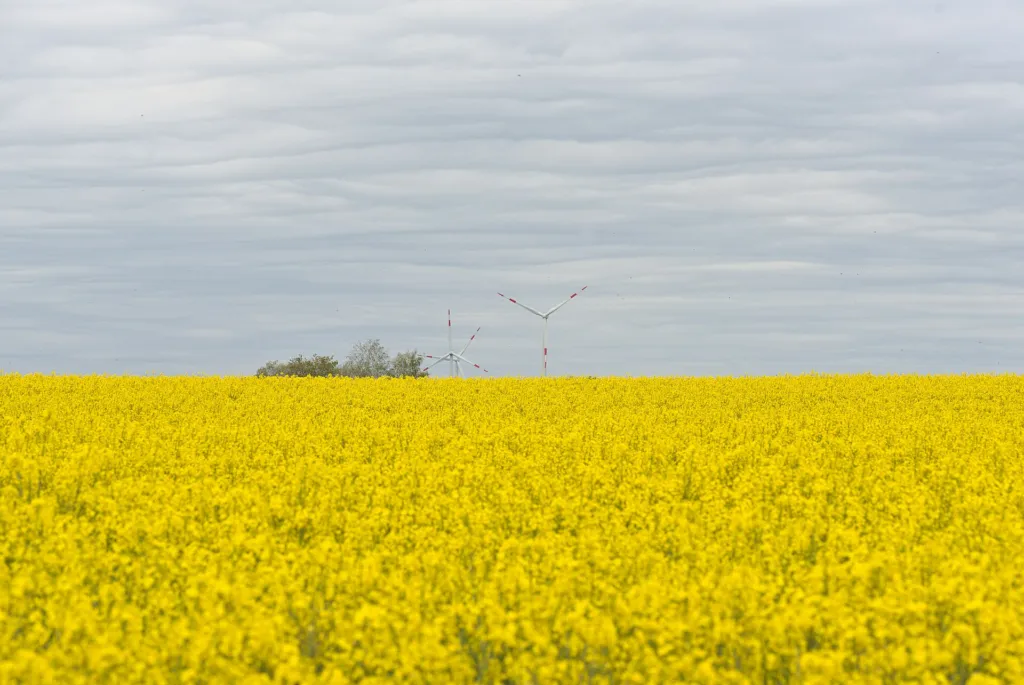 Raps (Brassica napus) – typisches Erscheinungsbild, Pflanzenfoto