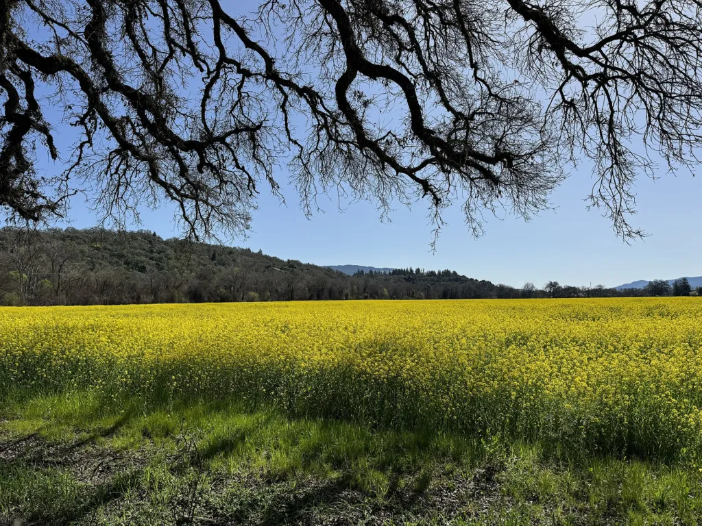 Black Mustard (Brassica nigra) – in its natural habitat, plant photo