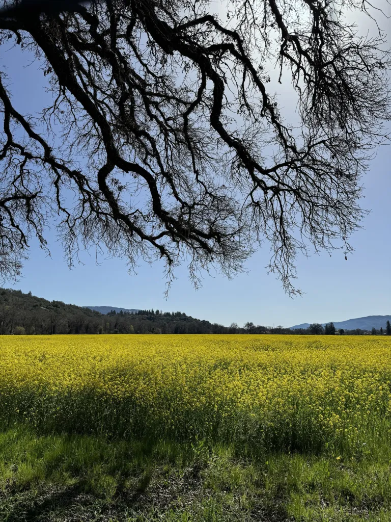 Black Mustard (Brassica nigra) – in its natural habitat, plant photo