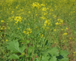 Brassica nigra – pestovanie a starostlivosť