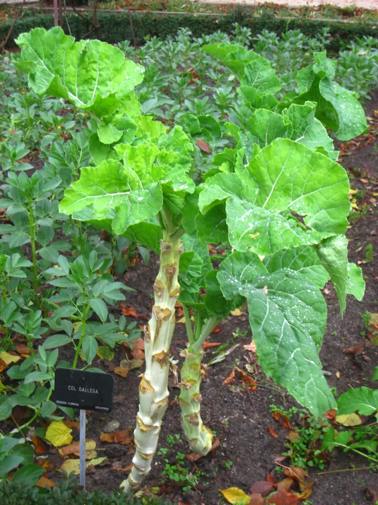 collard greens (Brassica oleracea) – in a garden setting, plant photo