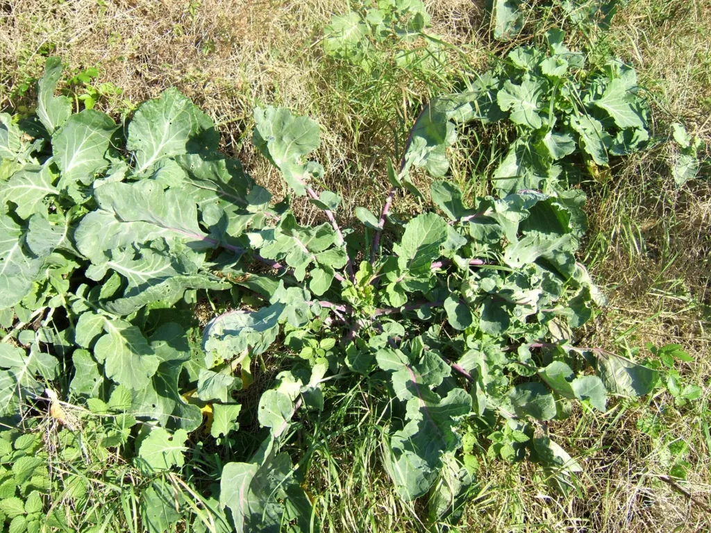 collard greens (Brassica oleracea) – in its natural habitat, plant photo