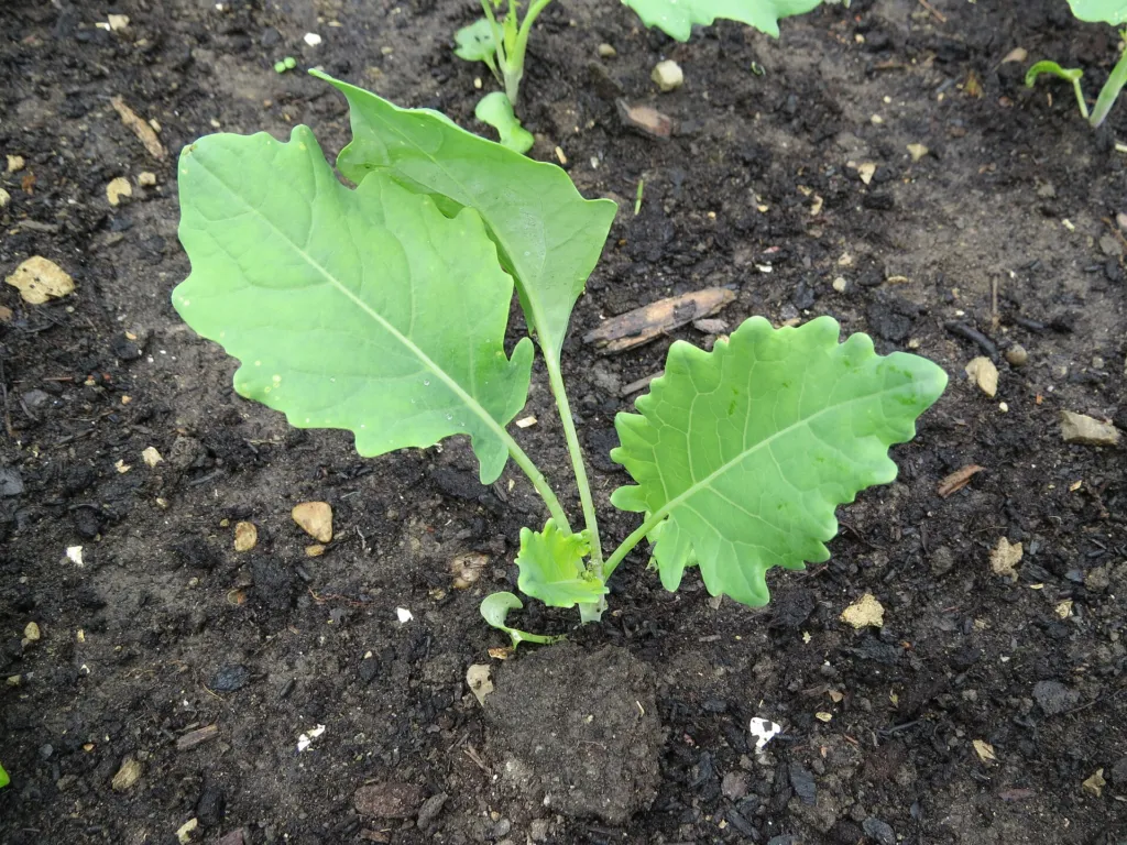 collard greens (Brassica oleracea) – leaves and shoots, plant photo