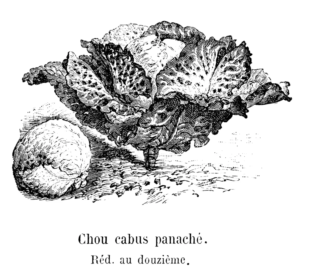 collard greens (Brassica oleracea) – characteristic appearance, plant photo