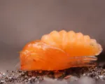 Brassica pod midge