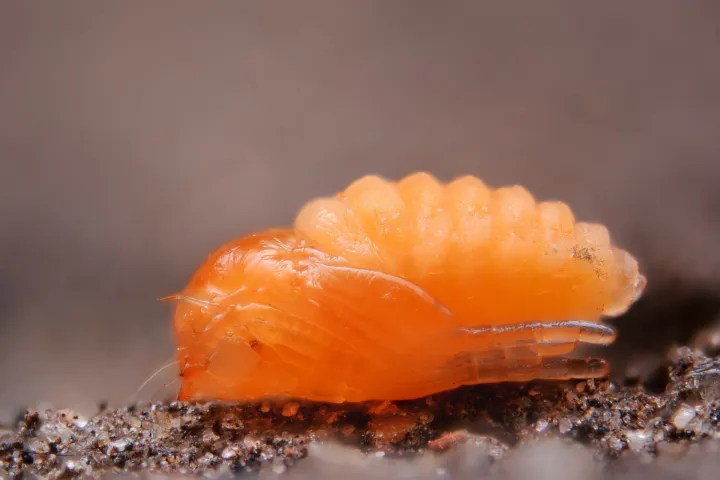 Brassica pod midge