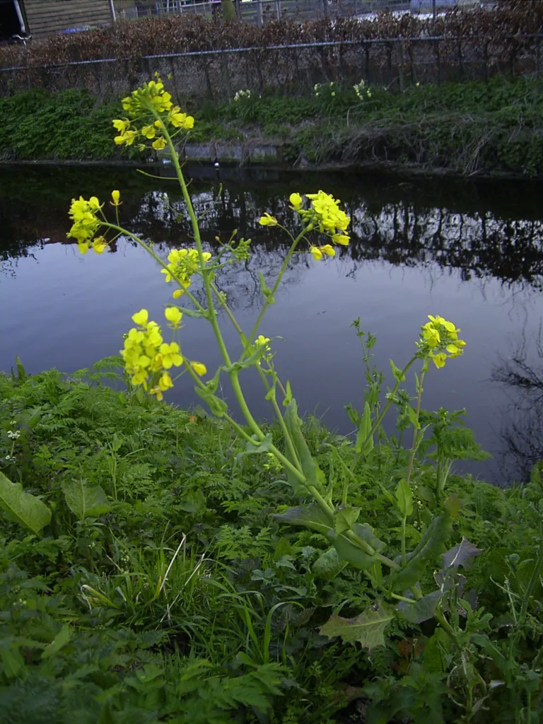 urnip rape (Brassica rapa) – characteristic appearance, plant photo