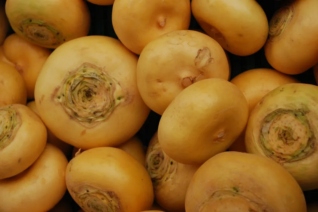 urnip rape (Brassica rapa) – characteristic appearance, plant photo
