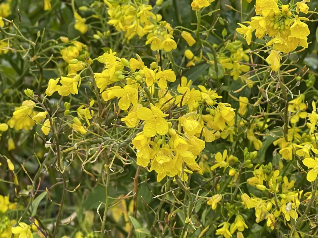 urnip rape (Brassica rapa) – characteristic appearance, plant photo