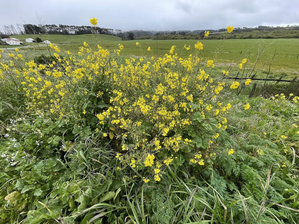 urnip rape (Brassica rapa) – characteristic appearance, plant photo