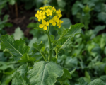 Brassica rapa – pestovanie a starostlivosť