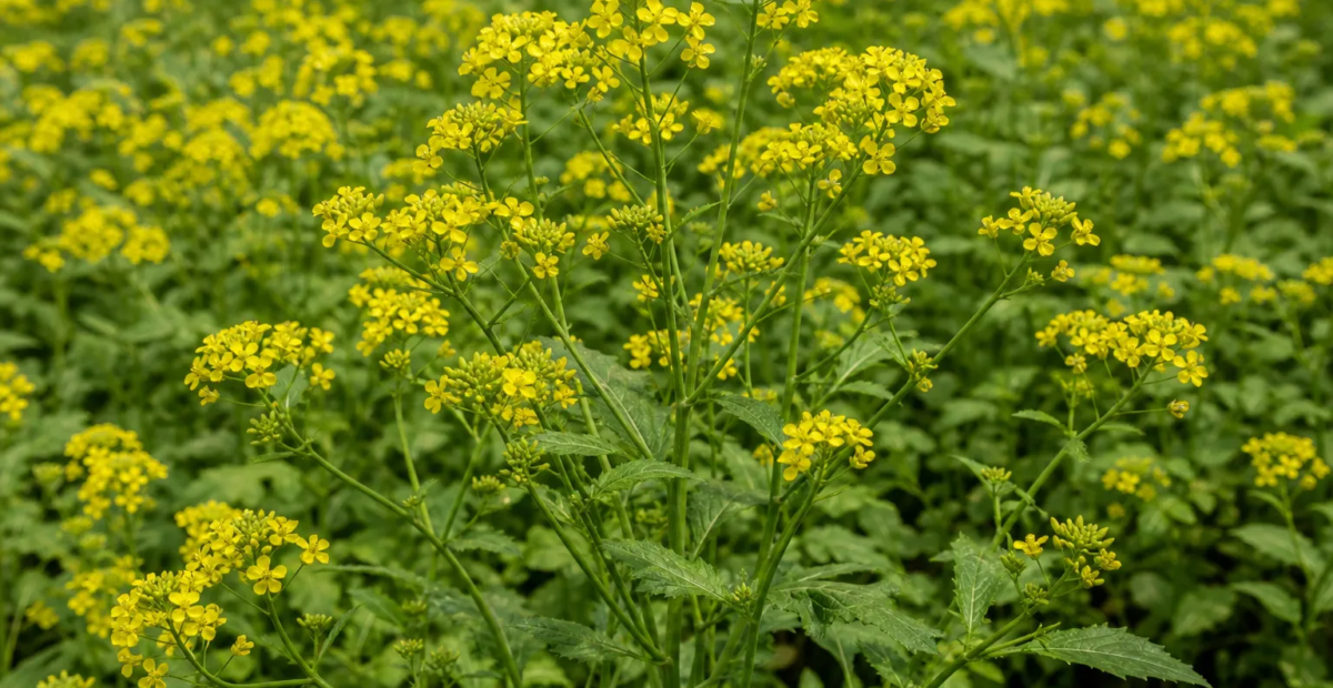 brauner Senf (Brassica juncea) – Pflanzenfoto