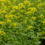 brauner Senf (Brassica juncea) – Pflanzenfoto