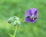 Brauner Storchschnabel; für die genaue Auswahl Geranium ‘Phaeum’ verwenden (Geranium ‘Phaeum’)