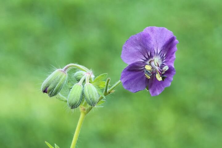 Geranium 'Phaeum'